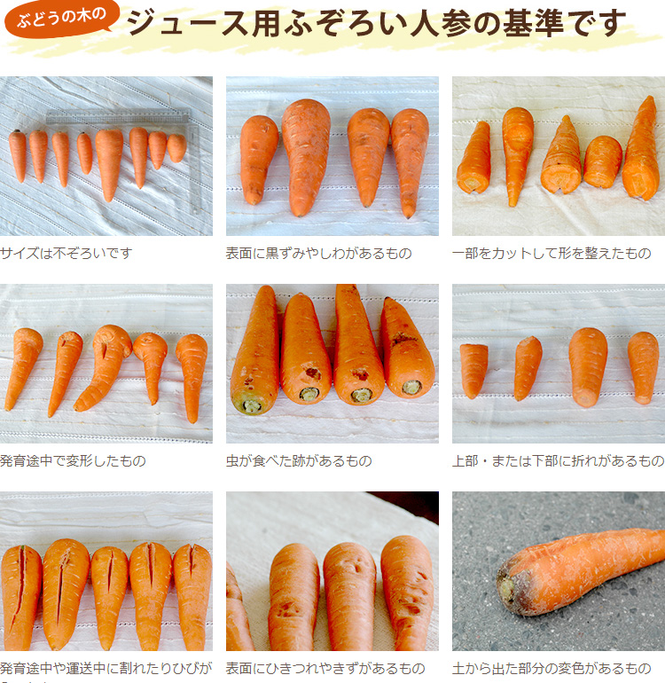 有機栽培ジュース用にんじん5kg ふぞろい の通販 販売 有機野菜のぶどうの木